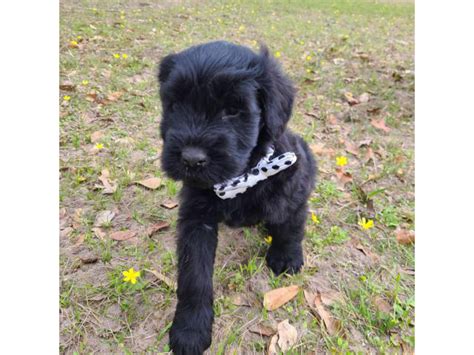 3 Black Male Giant Schnauzer Puppies College Station Puppies For Sale