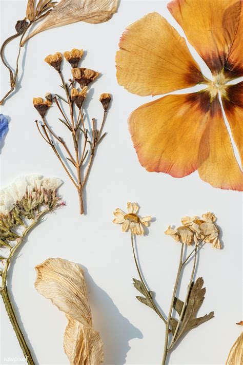 Dried flowers └ dried botanicals & potpourri └ floral crafts └ crafts all categories food & drinks antiques art baby books, comics & magazines business cameras cars, bikes, boats clothing, shoes & accessories coins collectables computers/tablets & networking crafts dolls, bears electronics. Download premium image of Dried flowers collection on a ...