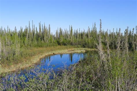 Boreal Forest Of Canada Boreal Forest Near Inuvik Boreal Forest