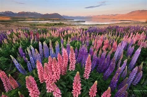 Flowering Of Lupins In Lake Tekapo New Zealand Amusing Planet