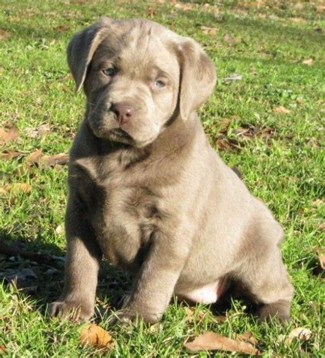 In fact, they're not silver lab history and origin. Labrador Retriever - Intelligent and Fun Loving | Lab ...