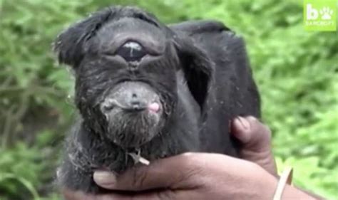 Cyclops Miracle Goat Worshipped In India After Defying Odds To Live