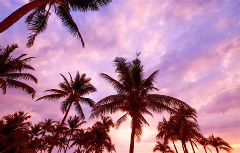 Wallpaper Beach Summer The Sky Sunset Palm Trees