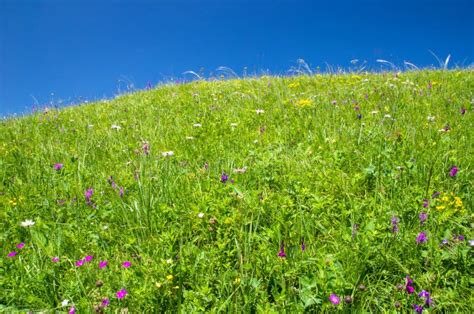 Alpine Meadow Landscape With Green Grass Flowers And Blue Sky Stock