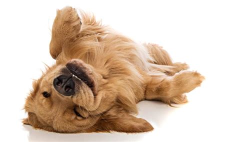 Belly Rubs Why Dogs Actually Love Them So Much Unianimal