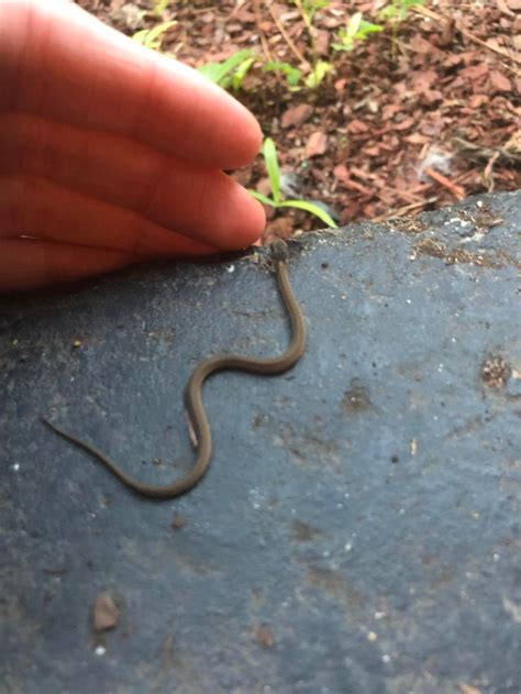 A Tee Tiny Baby Snake In My Yard I Love Him Anyone Know What Kind It