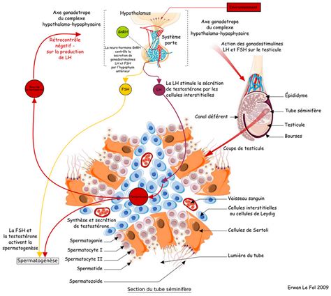 Cycle Hormonale De Lhomme Les Hormones Chez Les Hommes Succed