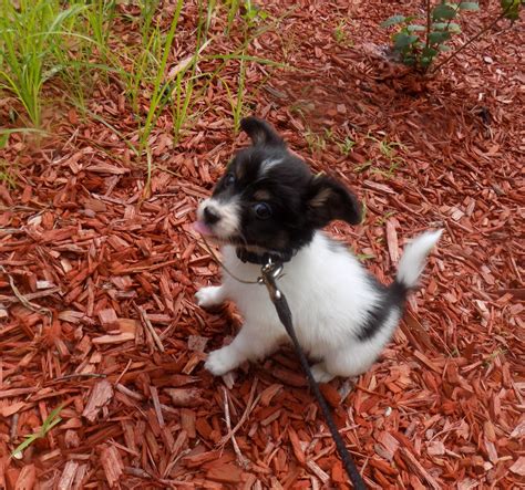 Papillon Puppies For Sale | Western Massachusetts, MA #305928