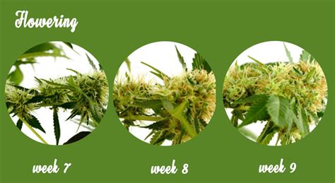 Just as a reminder, this was our. Marijuana growth stages! Learn how marijuana plants grow!