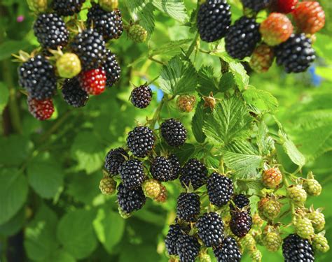 Best 25 Blackberry Bush Ideas On Pinterest Garden Kennel Ideas