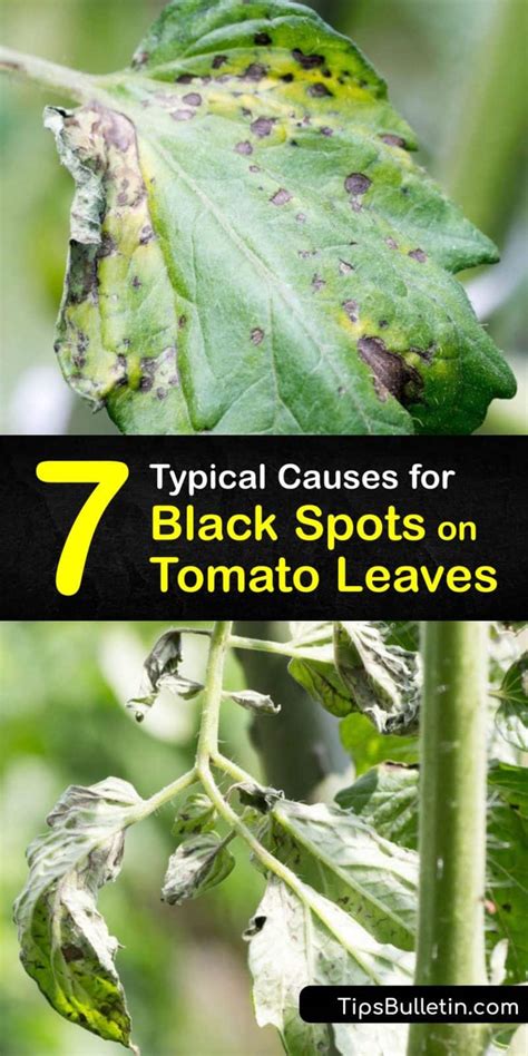 7 Typical Causes For Black Spots On Tomato Leaves