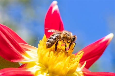 A Honey Bee Collecting Pollen At Yellow Stamens In A Flower With Blue