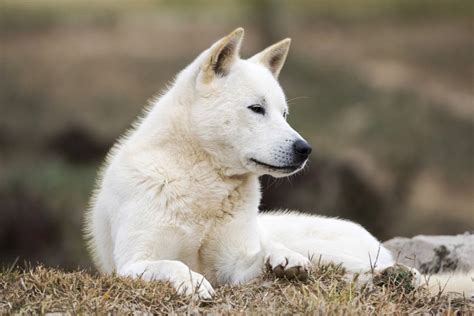 The Korean Jindo Is Known For Being Fiercely Loyal To Its Owners And