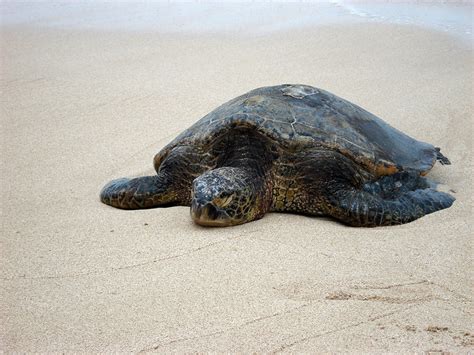 Brutus The Sea Turtle Laniakea Beach North Shore Oahu Flickr
