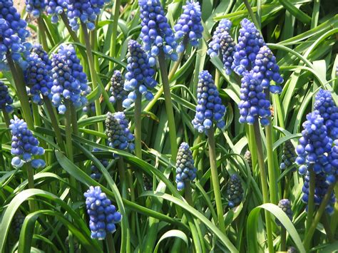 Muscari are commonly known as grape hyacinths, which perfectly describes their flowers: 40 Spring flowering plants for your garden - Lismore ...