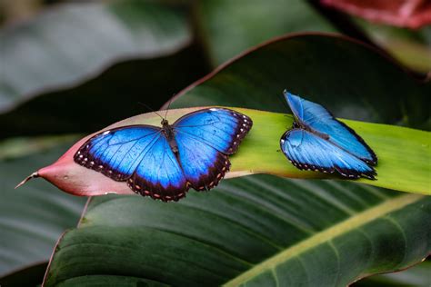 12 Elusively Blue Animals The Rarest Critters Of All