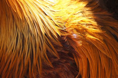 Rooster Feathers Plumage Free Photo On Pixabay Pixabay
