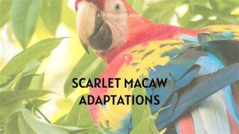 Scarlet Macaw Adaptations How Do They Survive Birdbaron