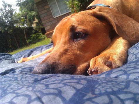 Chillin On A Sunny Saturday Rhodesian Ridgeback 6 Months Old And Hes
