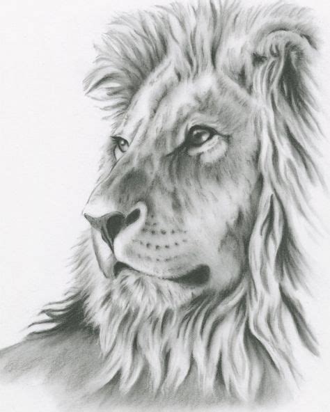 Charcoal Drawing 8x10 Original Lion Art Lion Drawing Lion Sketch