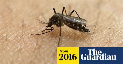 Melbourne Bombarded By Mosquitoes After Wet Spring And Floods