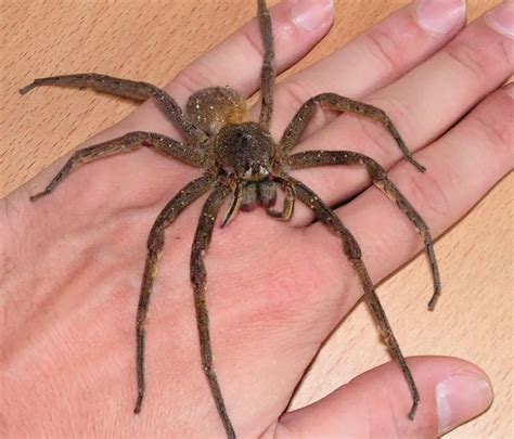 What Is The Scariest Spider In The World Uncovering The Most