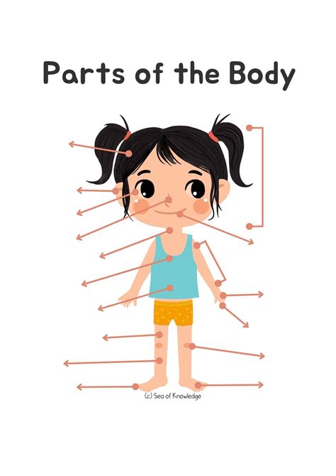 Basic Body Parts For Kids
