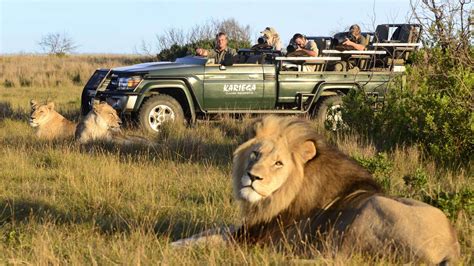 6 Tips To Enjoy Your Safari Adventure In South Africa Your Travel Gal