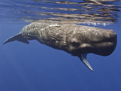 Ikan paus sperma memiliki sedikit pemangsa alami, karena. 5 Fakta Unik Paus Sperma, Si Besar yang Jago Menyelam