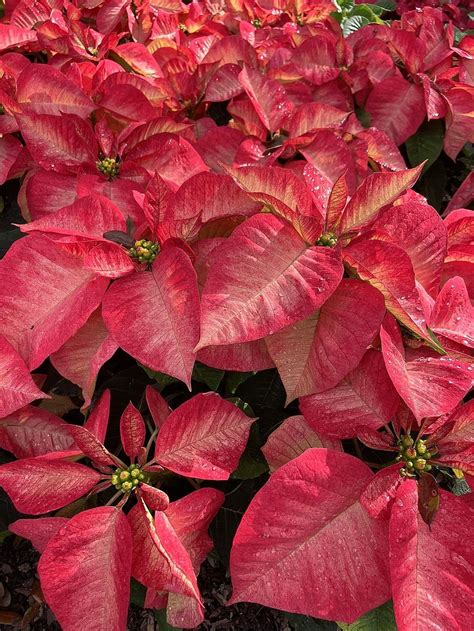 Photo Of The Entire Plant Of Poinsettia Euphorbia Pulcherrima Premium