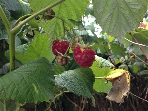 Wild Raspberry, Hindberry, Raspis, Rubus idaeus
