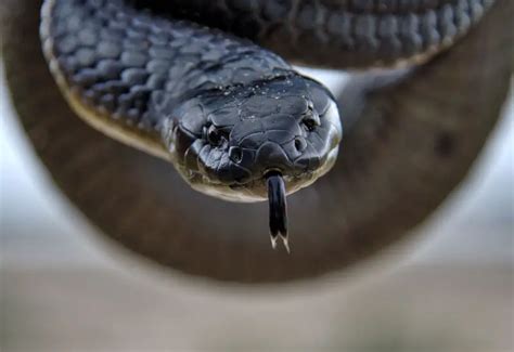 8 Serpientes Venenosas De Australia Datos Y Fotos