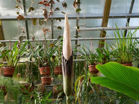 Penis Plant Comes To Bloom For First Time In Years Smells Like