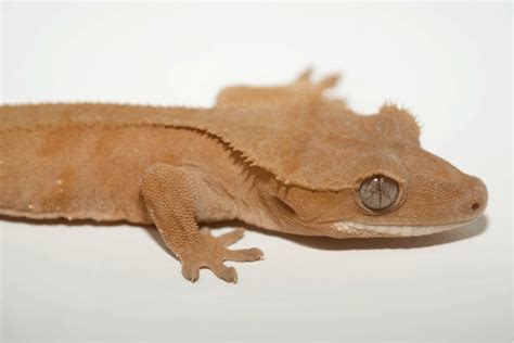 Crested Gecko Morphs List Colors And Species Pictures