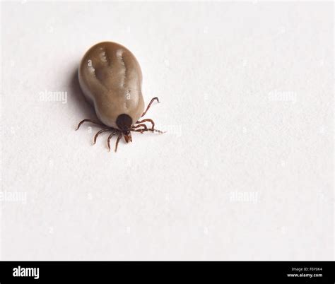 Top View Of An Engorged Female Blacklegged Deer Tick That Can Carry