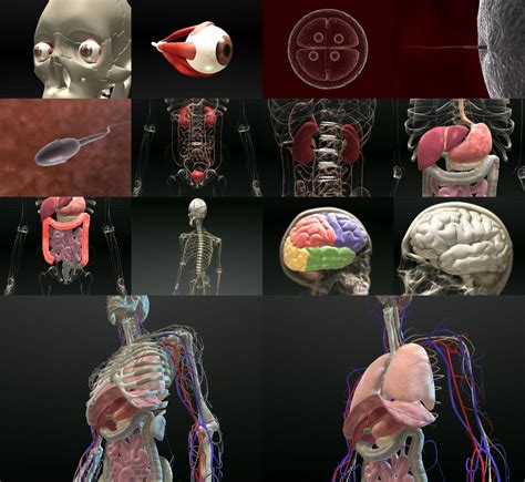 Human Anatomy Dd3d Studio
