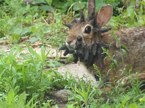John palmer of the saturday review declared, mr. TYWKIWDBI ("Tai-Wiki-Widbee"): Papilloma virus may explain the "jackalope" legend