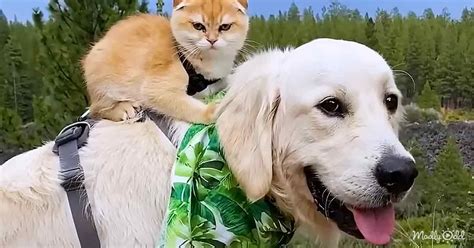 Service Dog Without Friends Encounters A Frisky Kitten Who Becomes His