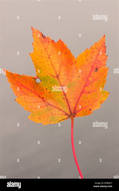 A Red Maple Leaf Stock Photo Alamy