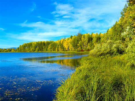 Nature Landscape Summer Lake Forest Grass Wallpapers For