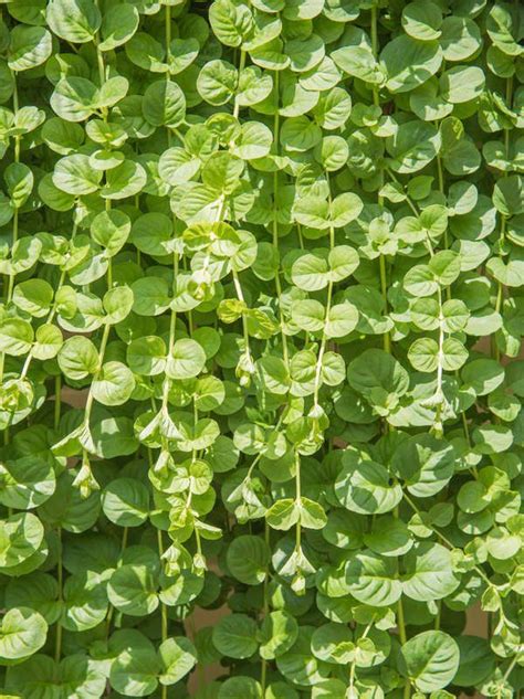 50 Plants That Thrive In Any Yard Creeping Jenny Plants Drought