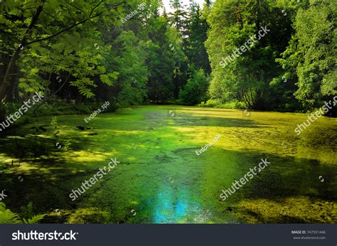 Summer Forest Pond Covered Duckweed Stock Photo 747551446 Shutterstock