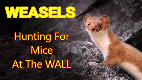 Weasels Hunting Mice At The Rock Wall Youtube