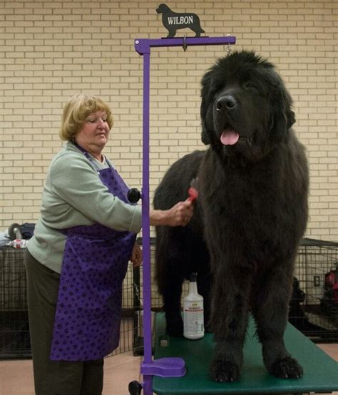 Newfoundland Dog Worlds Largest Dog Big Dog Breeds Large Dog Breeds