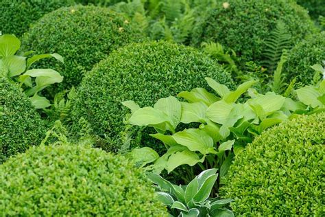 How To Grow Common Box Buxus Sempervirens Bbc Gardeners World Magazine