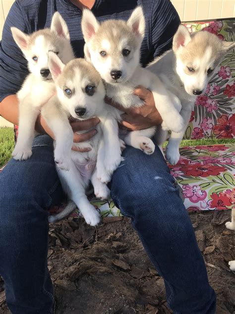 Like or consisting of a husk or husks. Siberian Husky Puppies For Sale | Riverview, FL #288187