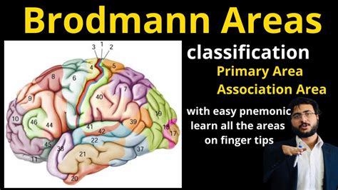 Brodmann Areas Function Of Brain Cerebral Cortex Primary