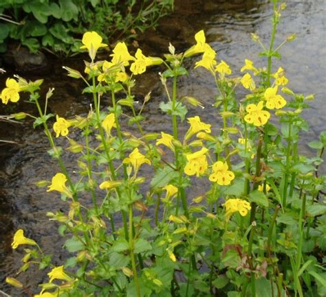Yellow Monkey Flower Mimulus Luteus Ponds And Aquaria
