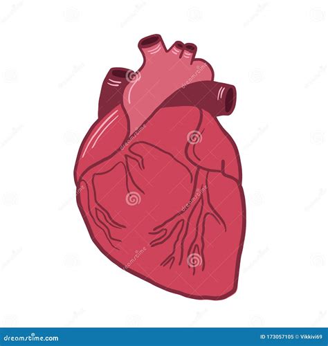 Anatomical Heart Vector Color Illustration Of A Heart Anatomical