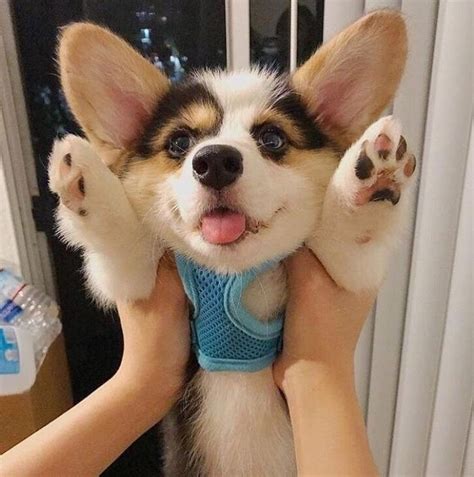 World Of Corgi — Most Boopable Snout Ever Cute Baby Animals Cute